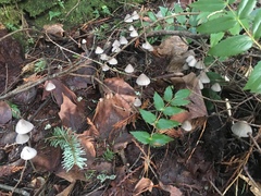 Mycena robusta