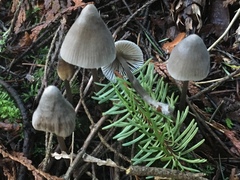 Mycena robusta