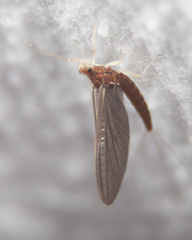Ephemerellidae
