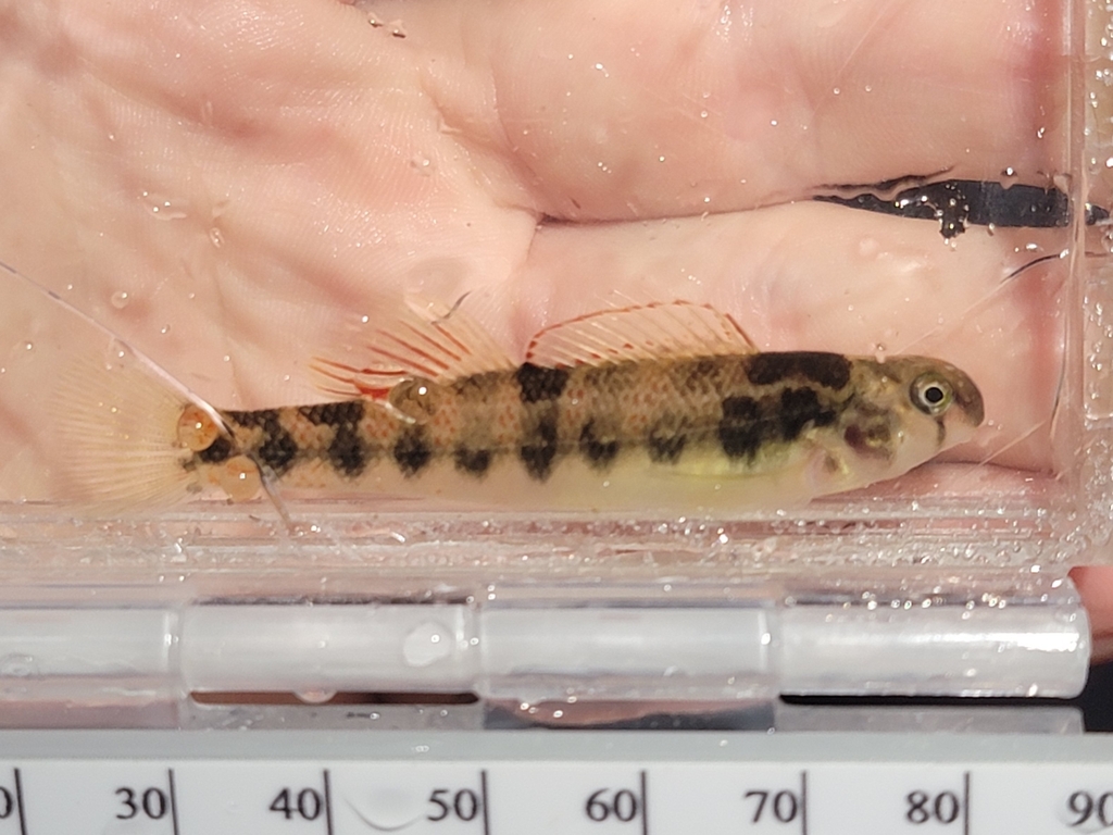 Eastrim Darter