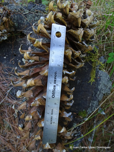 Mexican white pine