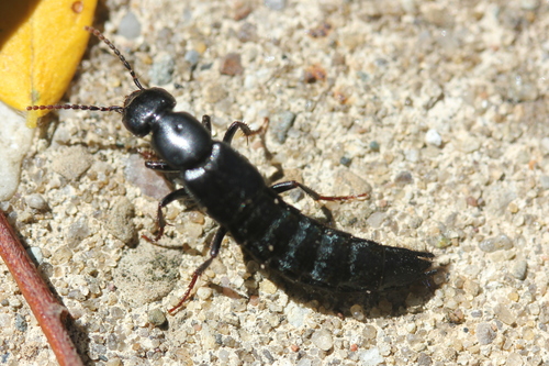 Staph beetle photo 2
