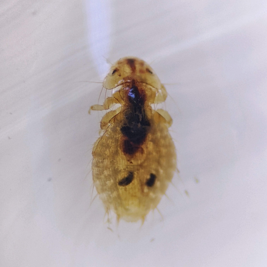 Eidmanniella pellucida