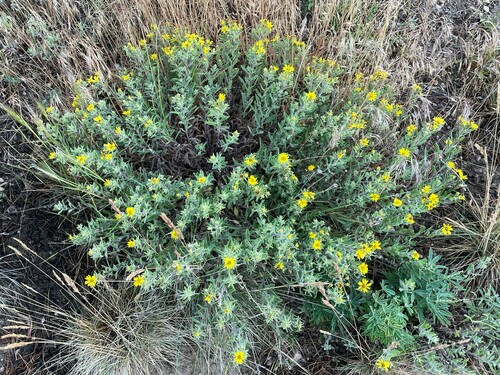 Image of Heterotheca hartmanii by (c) lejones417, some rights reserved (CC BY-SA)