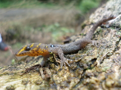 Gonatodes caudiscutatus