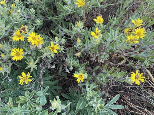 Image of Heterotheca hartmanii by (c) lejones417, some rights reserved (CC BY-SA)