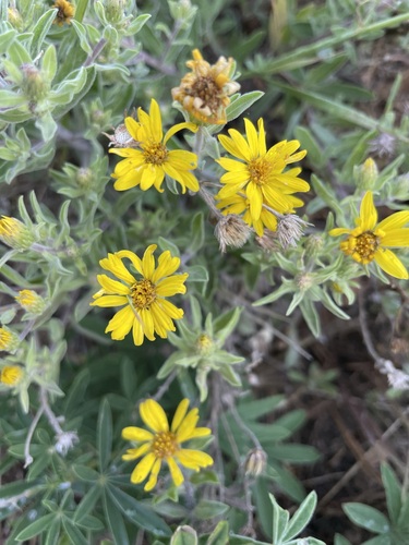 Image of Heterotheca hartmanii by (c) lejones417, some rights reserved (CC BY-SA)
