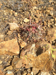 Ferocactus viridescens viridescens