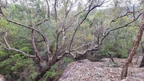 Angophora bakeri (Angophora bakeri)