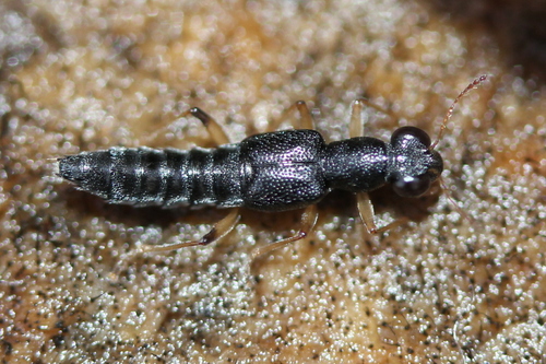 Stenus flavicornis