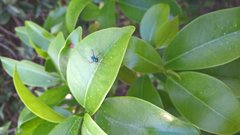 Condylostylus armipes