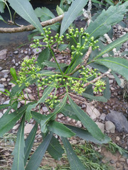 Pseudopanax crassifolius × lessonii