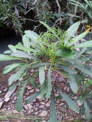 Pseudopanax crassifolius × lessonii