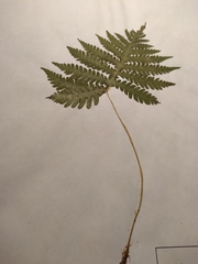 Phegopteris