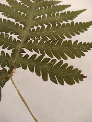 Phegopteris