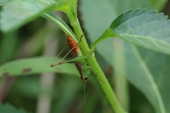 Conocephalus saltator