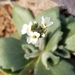 Wedgeleaf Draba - Photo (c) Alex Abair, some rights reserved (CC BY-NC), uploaded by Alex Abair
