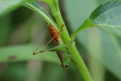 Conocephalus saltator