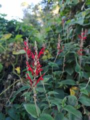 Salvia cinnabarina