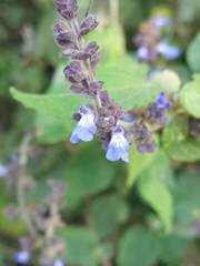 Salvia connivens