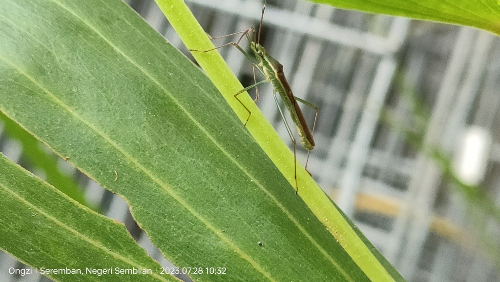 Patadi Insect Paddy Bug from Rasah, Negeri Sembilan, Malaysia on July 28, 2023 at 10: ...