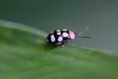 Alagoasa trifasciata