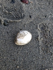 Tellinoidea