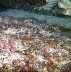 Bovichtus angustifrons