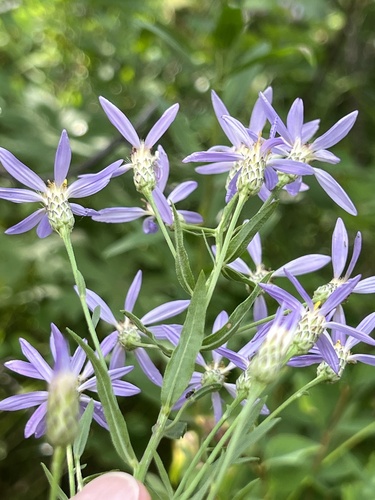 elegant aster (Doellingeria elegans)