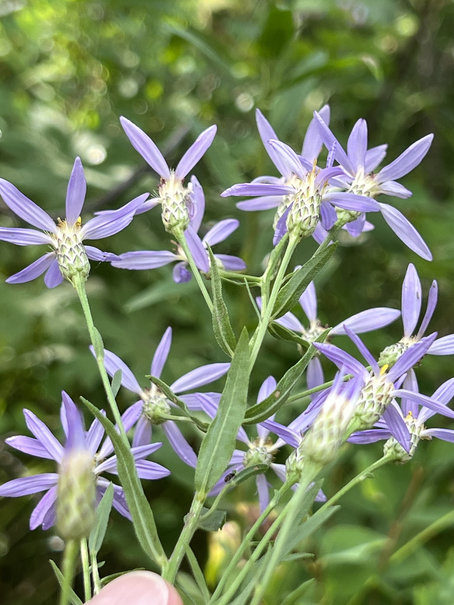 Elegant Aster (Doellingeria elegans)