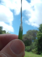 Cosmopterix attenuatella