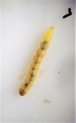 Cosmopterix attenuatella