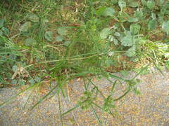 Cosmopterix attenuatella