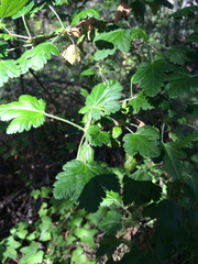 Ribes menziesii