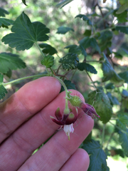 Ribes menziesii