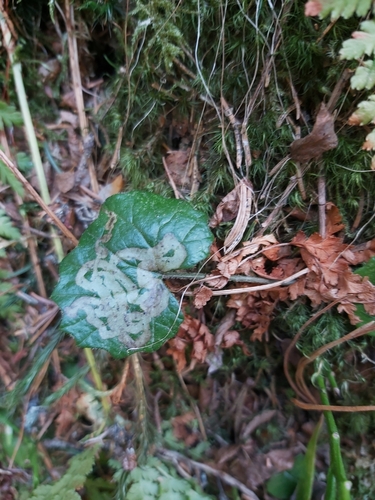 podbelica alpínska (Homogyne alpina)