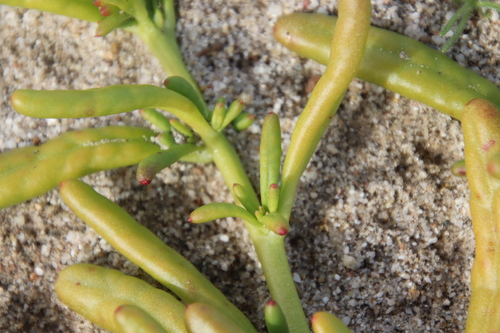 Image of Cistanthe ambigua by (c) Millie Basden, some rights reserved (CC BY)