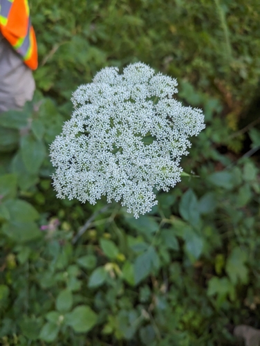 Image of Angelica genuflexa by (c) Liam Gerry, some rights reserved (CC BY)