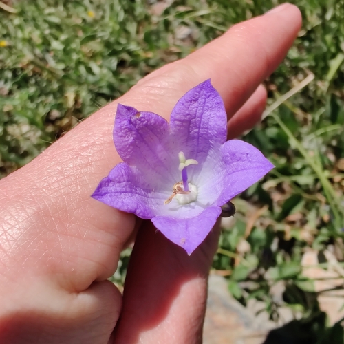 western harebell