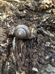 Helminthoglypta umbilicata