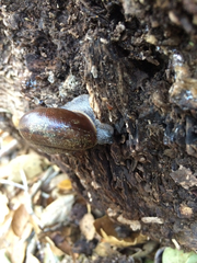 Helminthoglypta umbilicata
