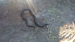 Helicops infrataeniatus