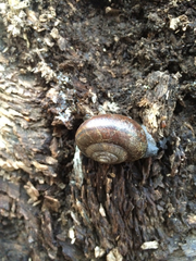 Helminthoglypta umbilicata