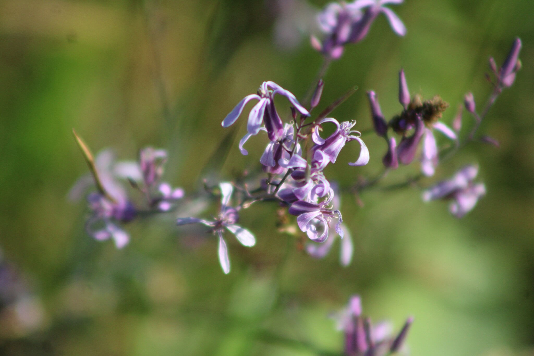 Thelypodium howellii