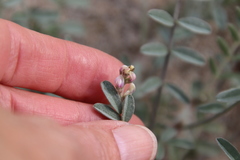 Astragalus aridus
