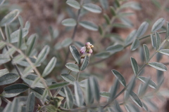 Astragalus aridus
