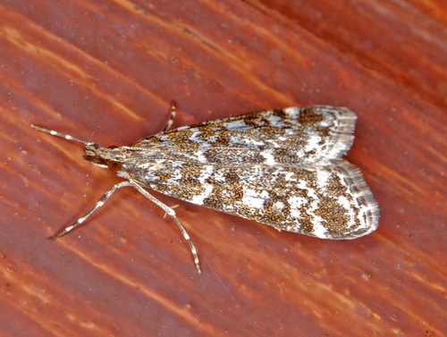 Eudonia sudetica Zeller, 1839