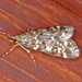 Eudonia sudetica - Photo (c) Hectonichus,  זכויות יוצרים חלקיות (CC BY-SA)