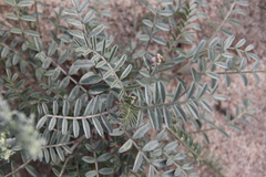 Astragalus aridus