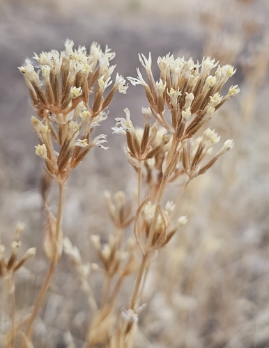 Centaurium erythraea